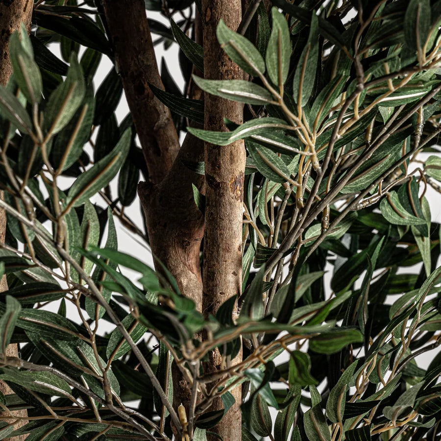 Olivo 22693