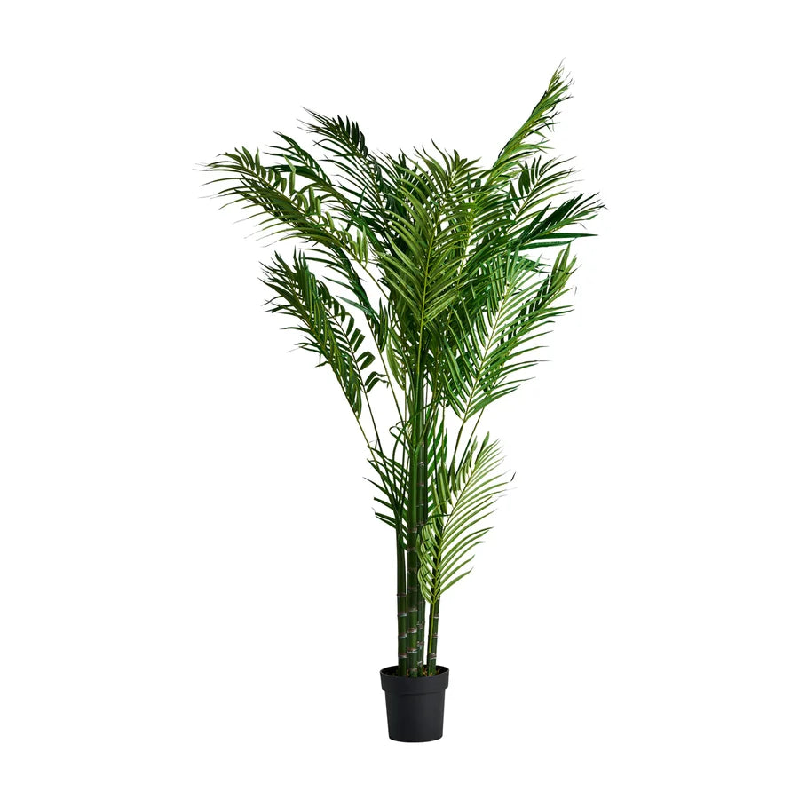 Palmera 27318