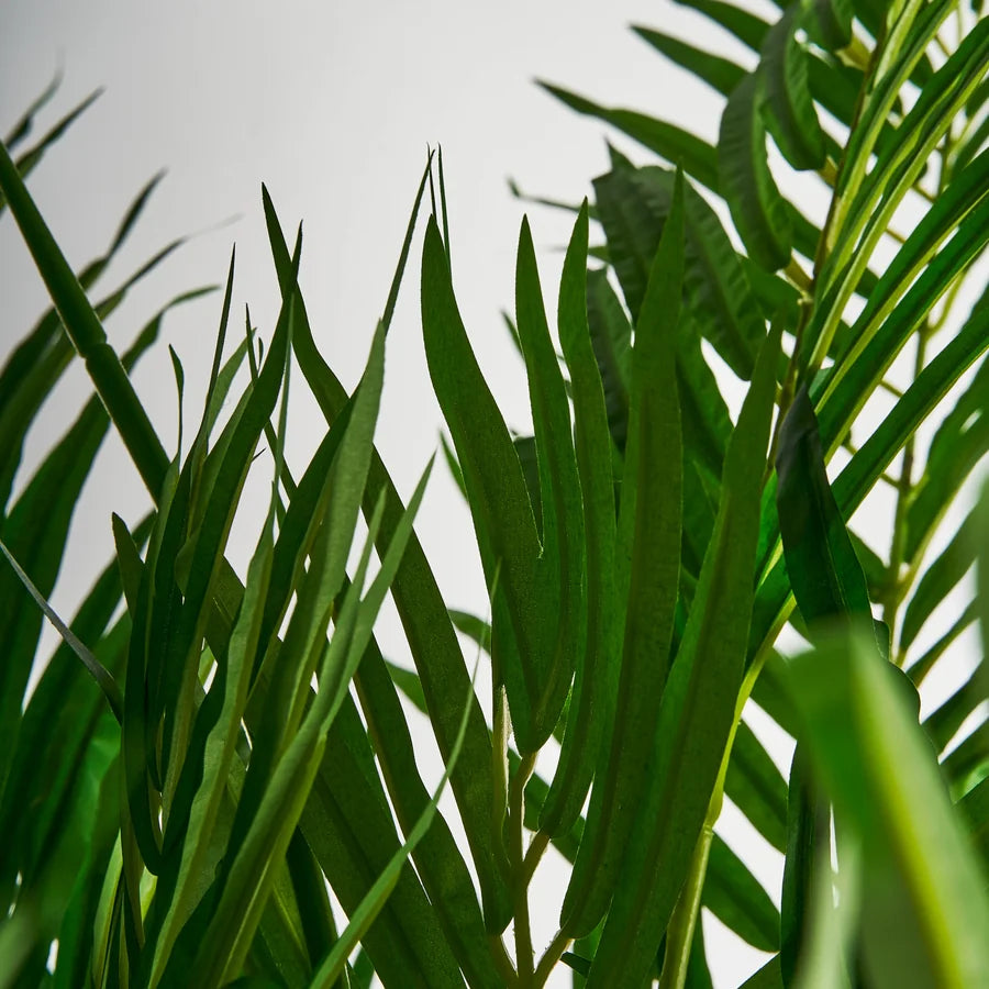 Palmera 27318