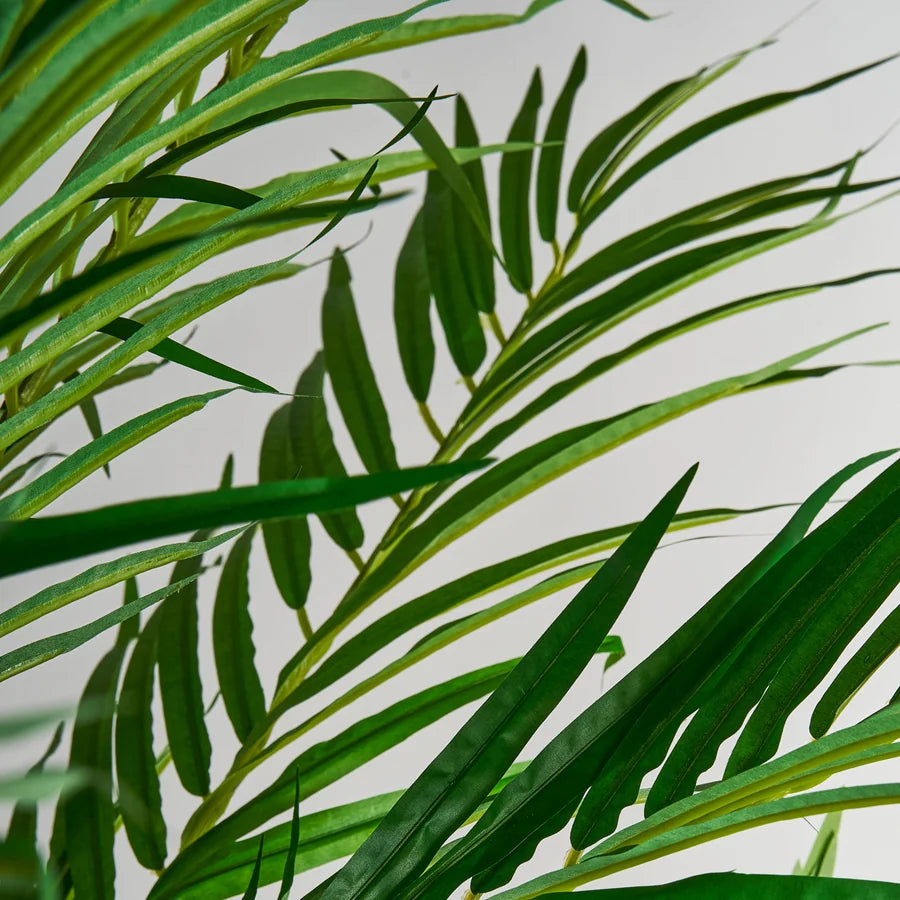 Palmera 27318