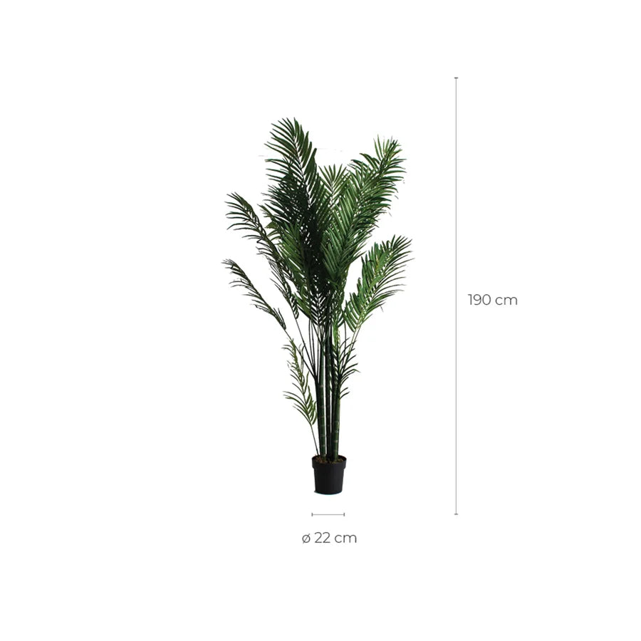 Palmera 27318