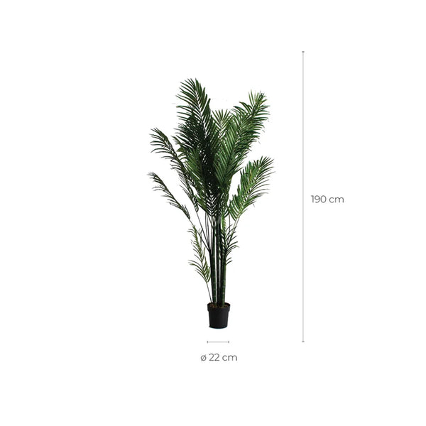 Palmera 27318