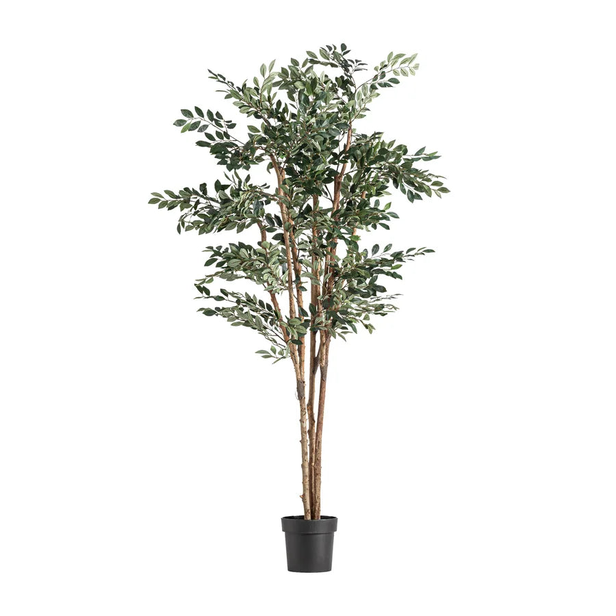 Planta Ficus 37730