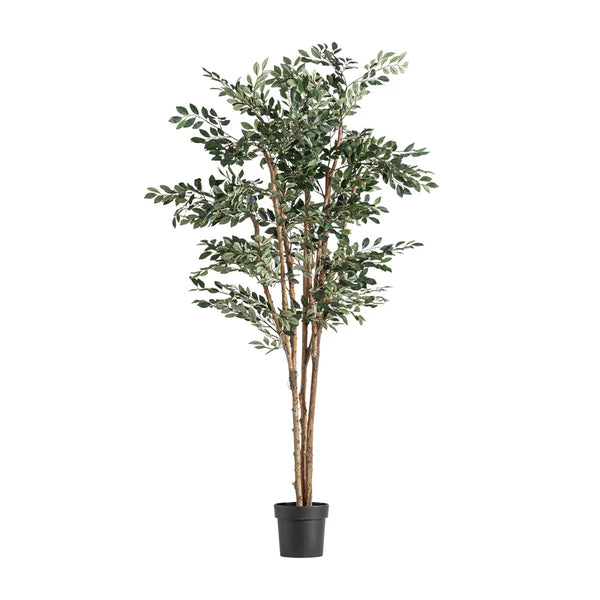 Planta Ficus 37730