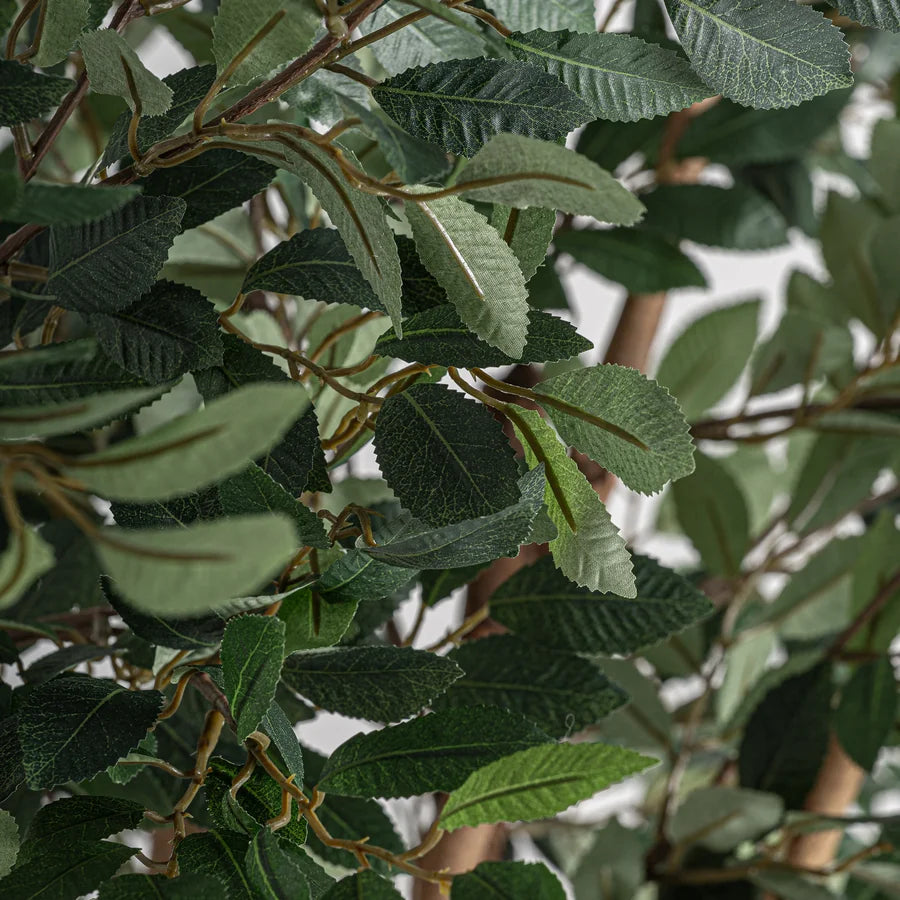 Planta Ficus 37730