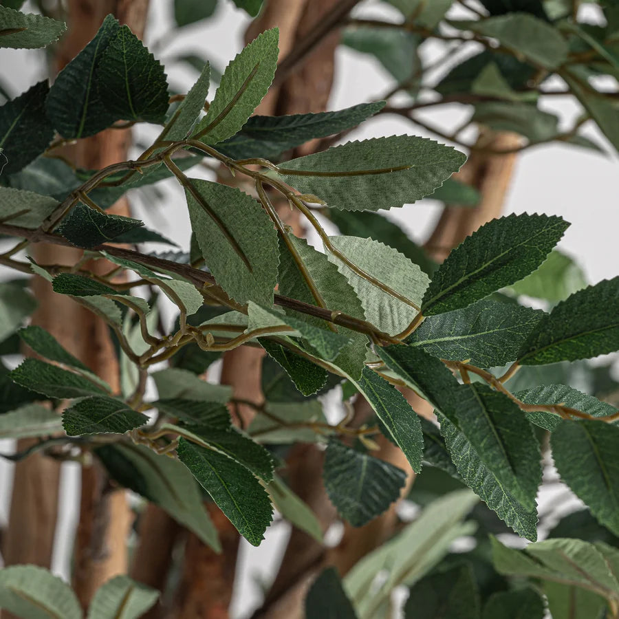 Planta Ficus 37730