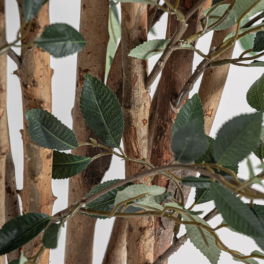 Planta Ficus 37730