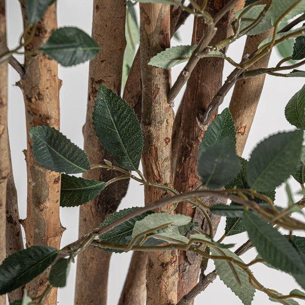 Planta Ficus 37730