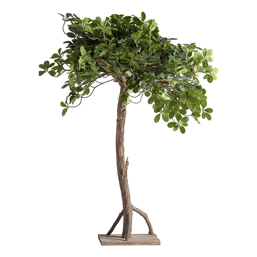 Planta Ficus 38081