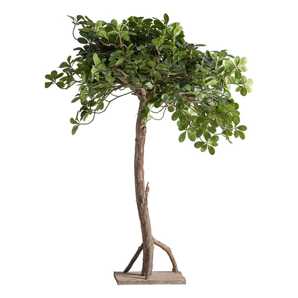 Planta Ficus 38081
