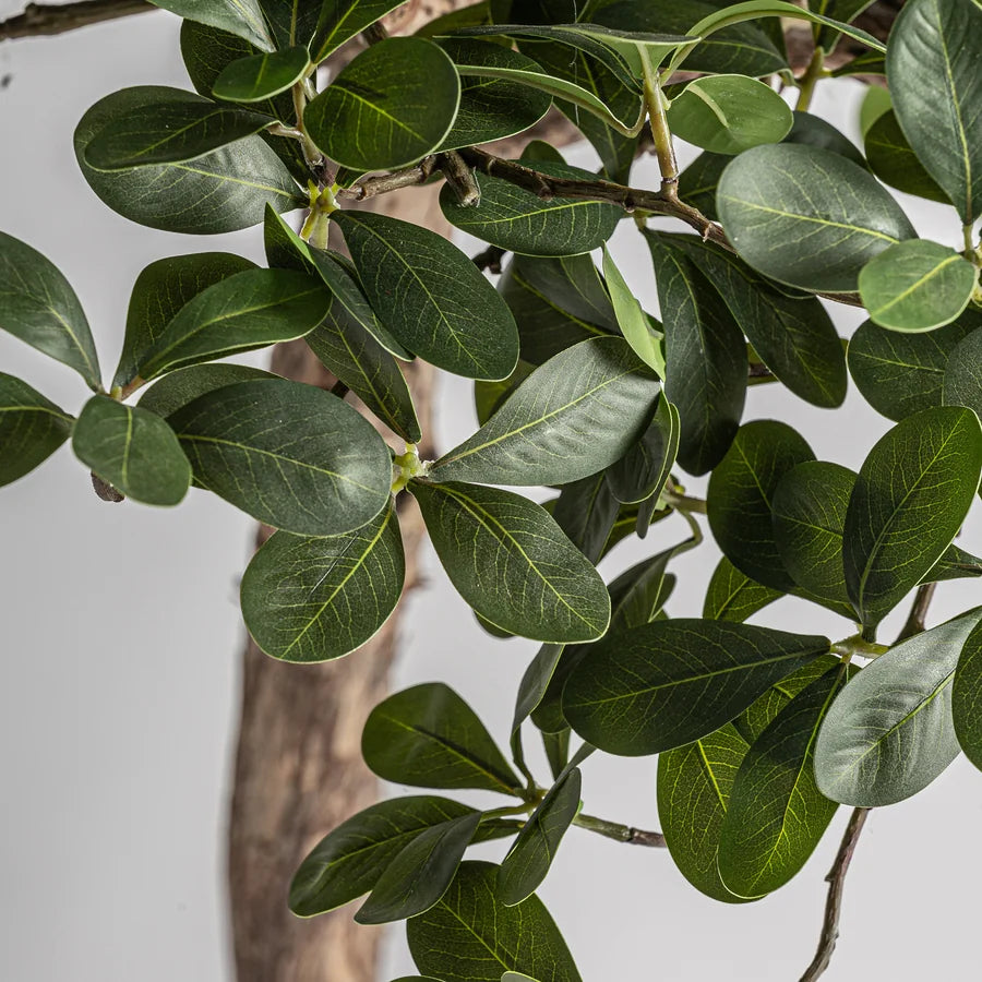 Planta Ficus 38081