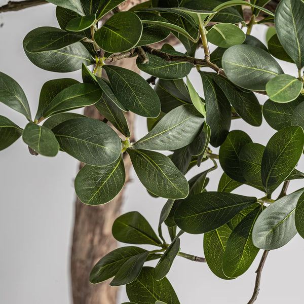 Planta Ficus 38081