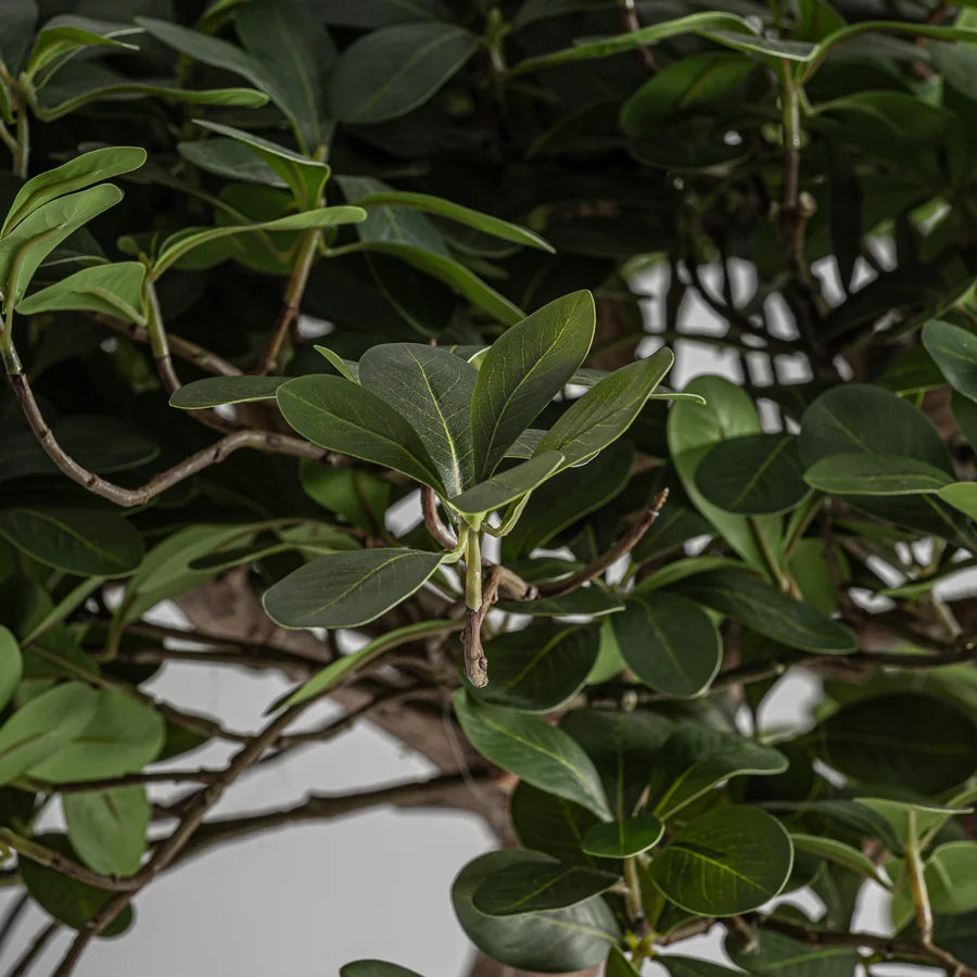 Planta Ficus 38081