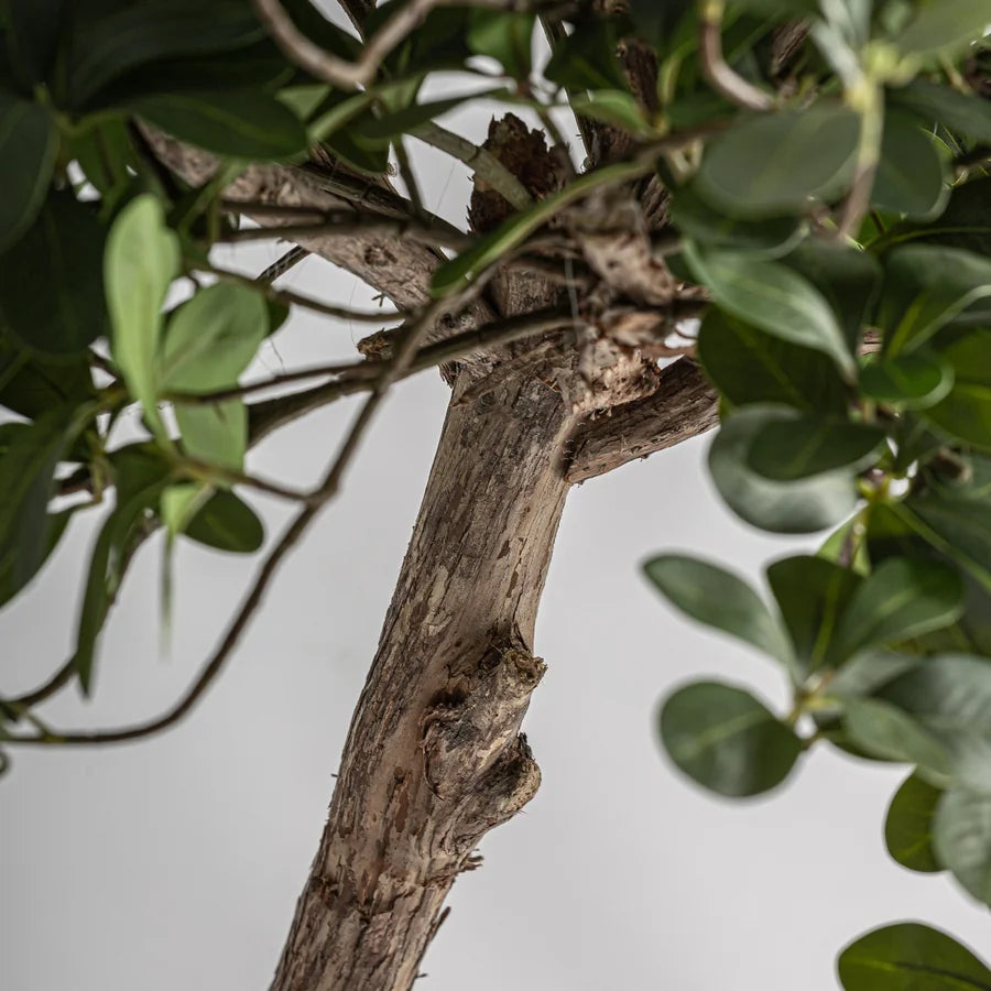 Planta Ficus 38081