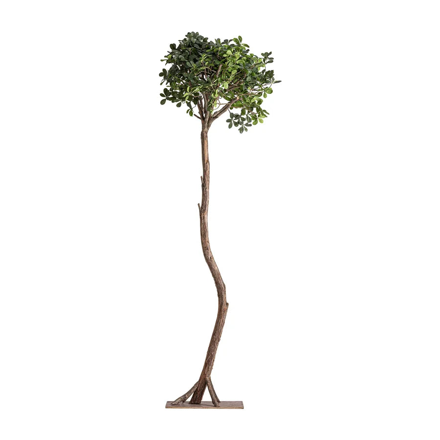 Planta Ficus 38083