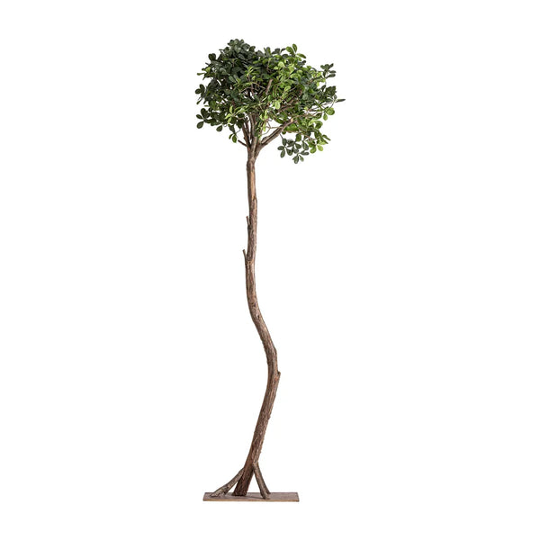 Planta Ficus 38083