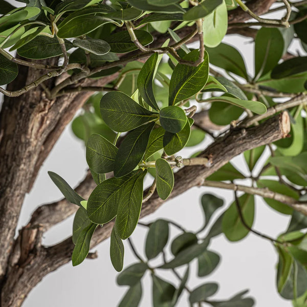 Planta Ficus 38083