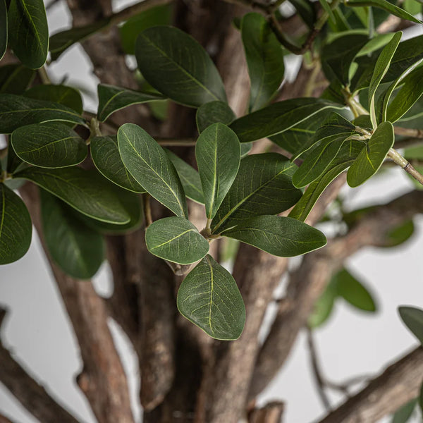 Planta Ficus 38083