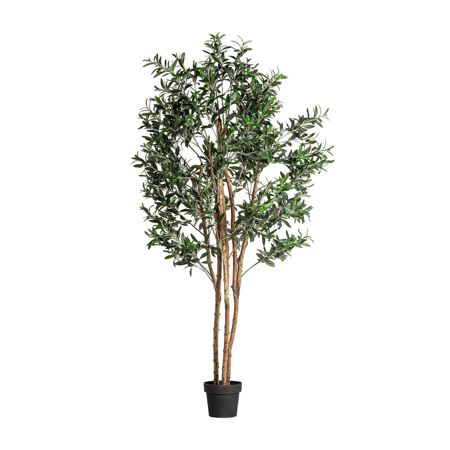 Planta Olivo 22691