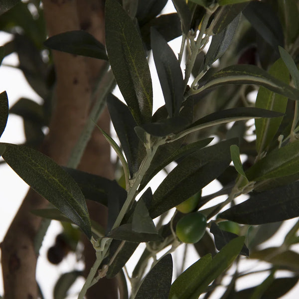 Planta Olivo 22691