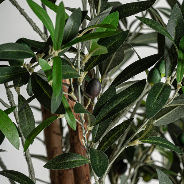 Planta Olivo 22691