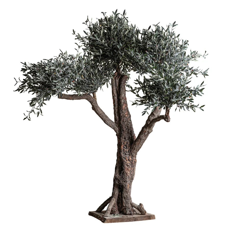 Planta Olivo 38078