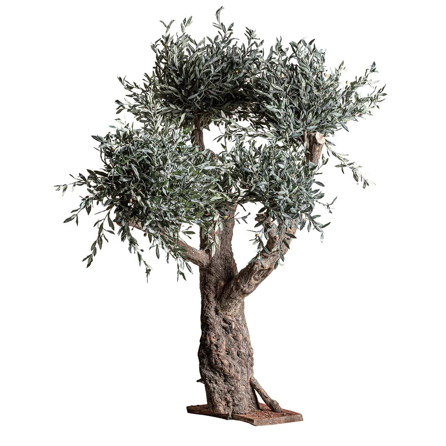 Planta Olivo 38078