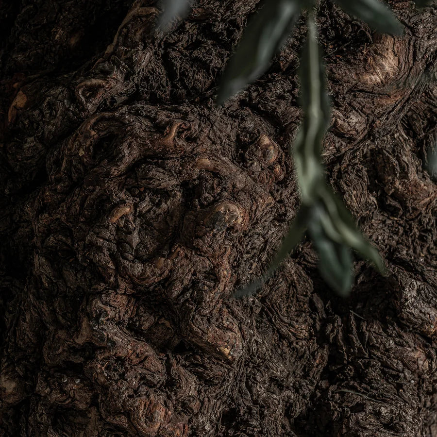 Planta Olivo 38078