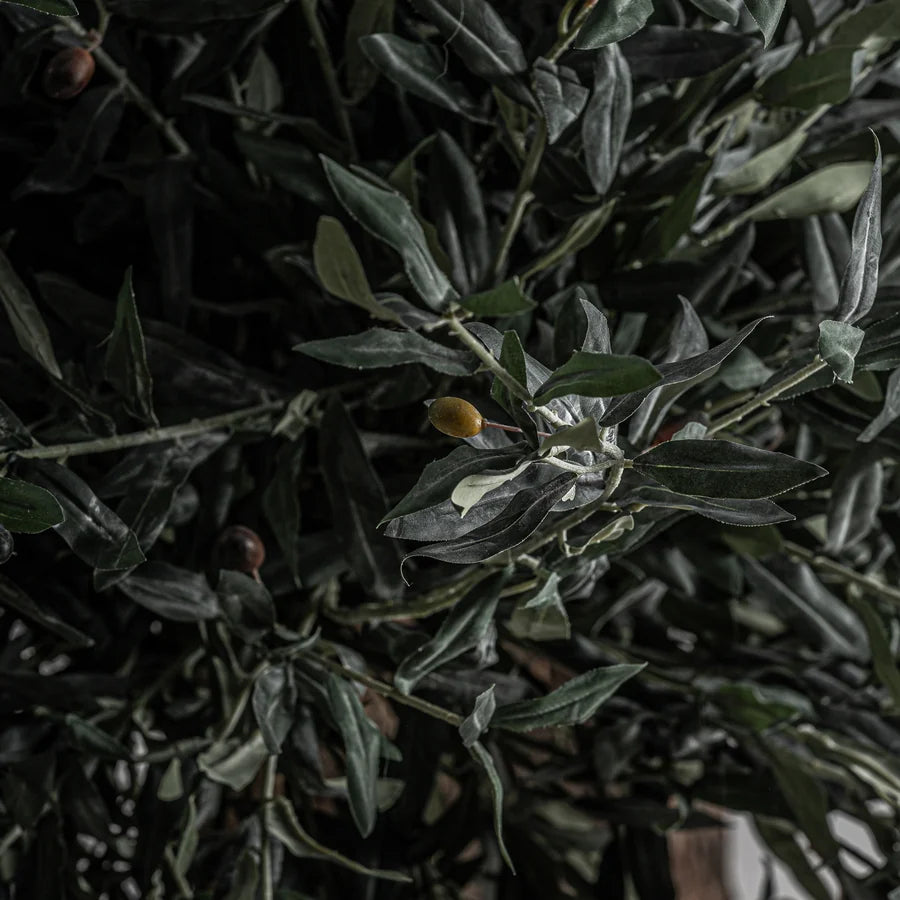 Planta Olivo 38078
