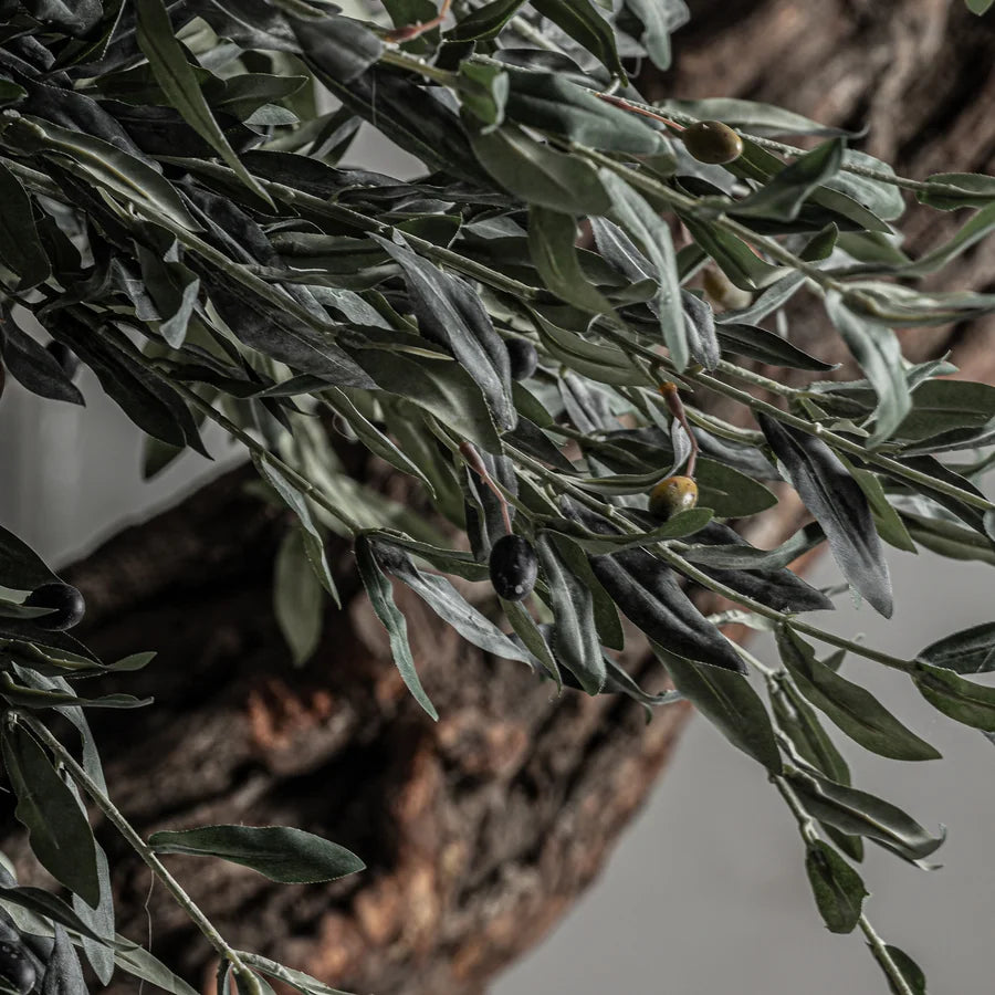 Planta Olivo 38078