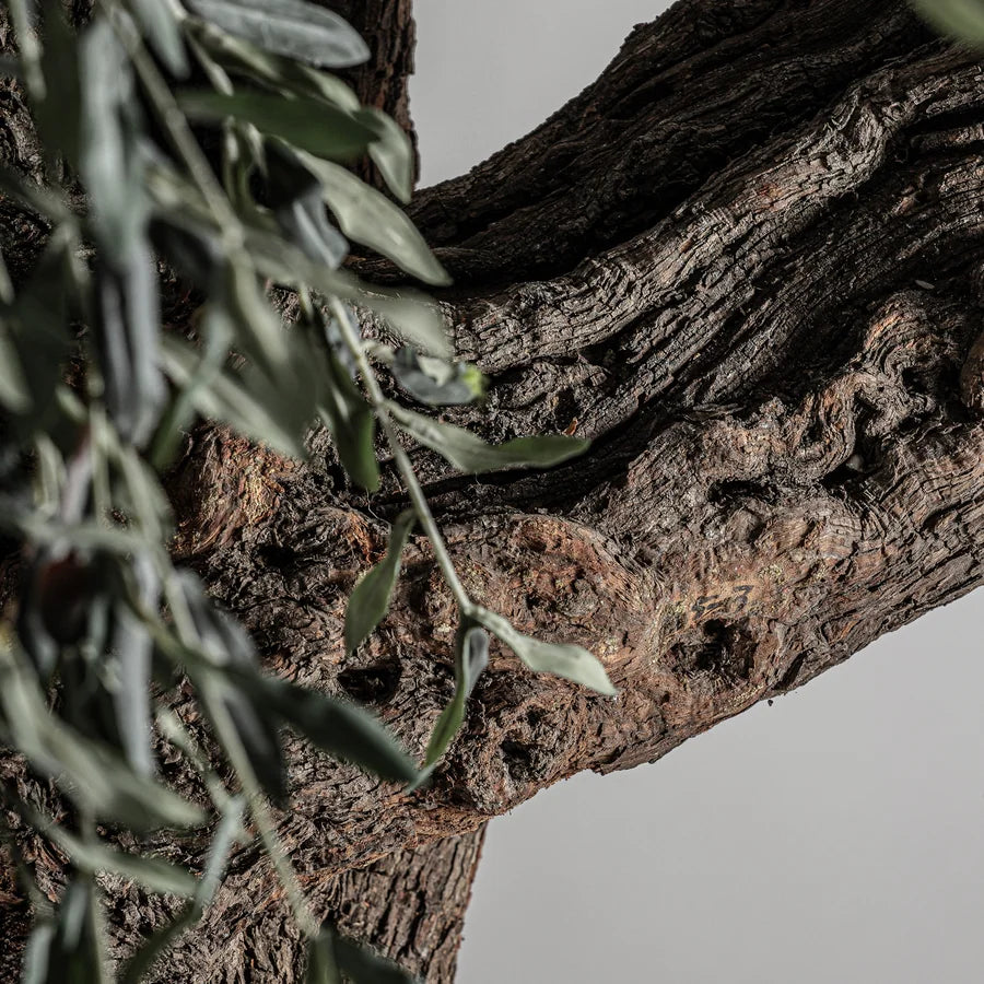 Planta Olivo 38078