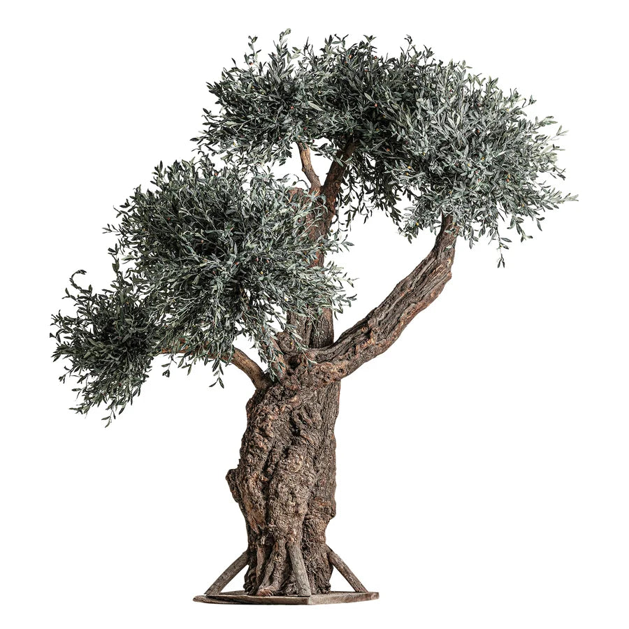Planta Olivo 38084