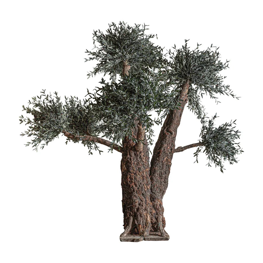 Planta Olivo 38084