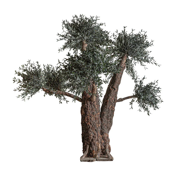 Planta Olivo 38084