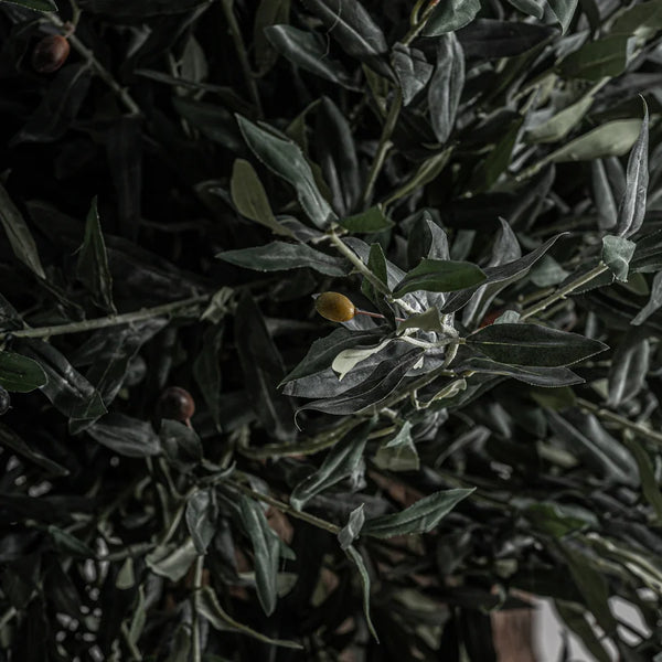 Planta Olivo 38084