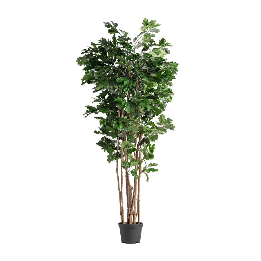Planta Roble de Vical Home