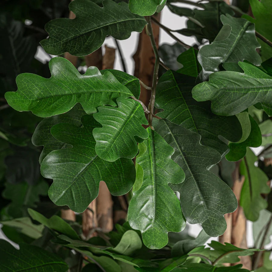 Planta Roble de Vical Home — imagen 2