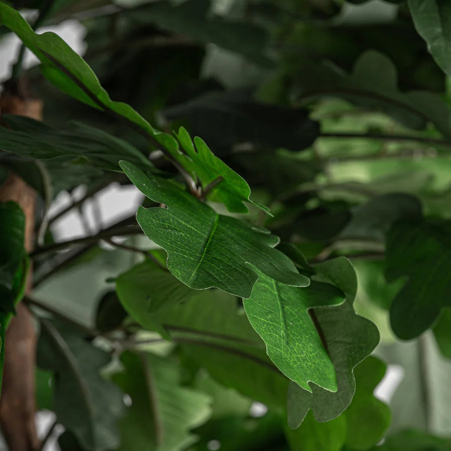 Planta Roble de Vical Home — imagen 3