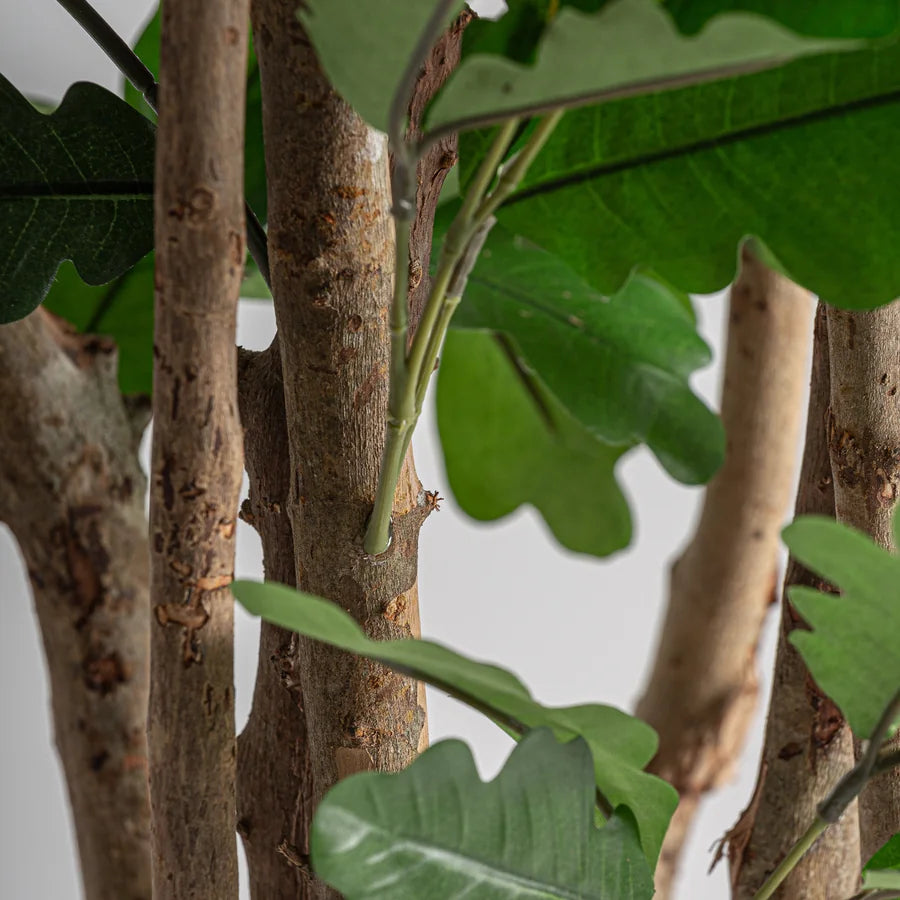 Planta Roble de Vical Home — imagen 4