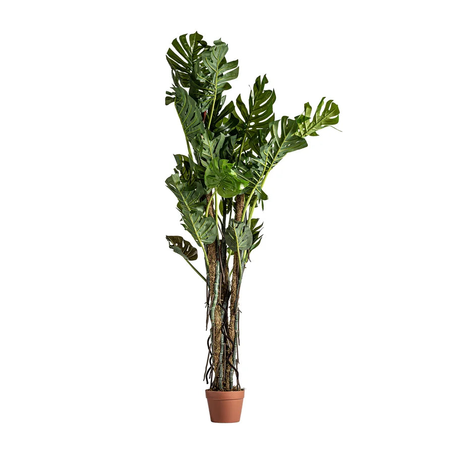 Planta Split Philo