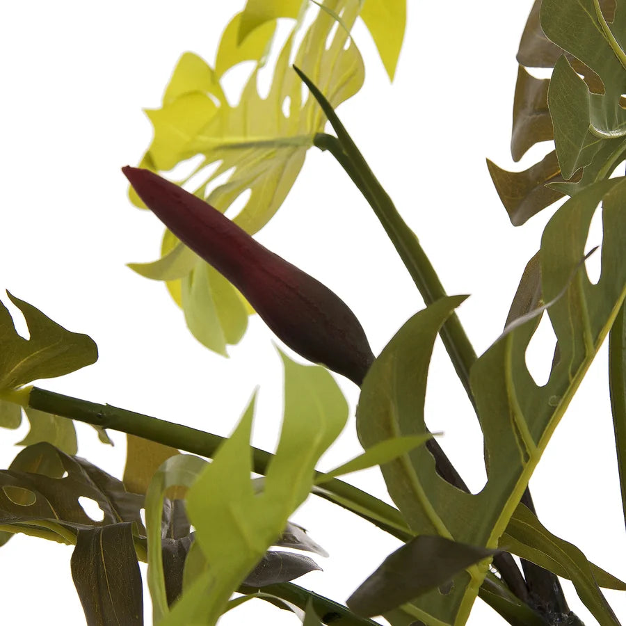 Planta Split Philo