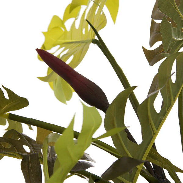 Planta Split Philo