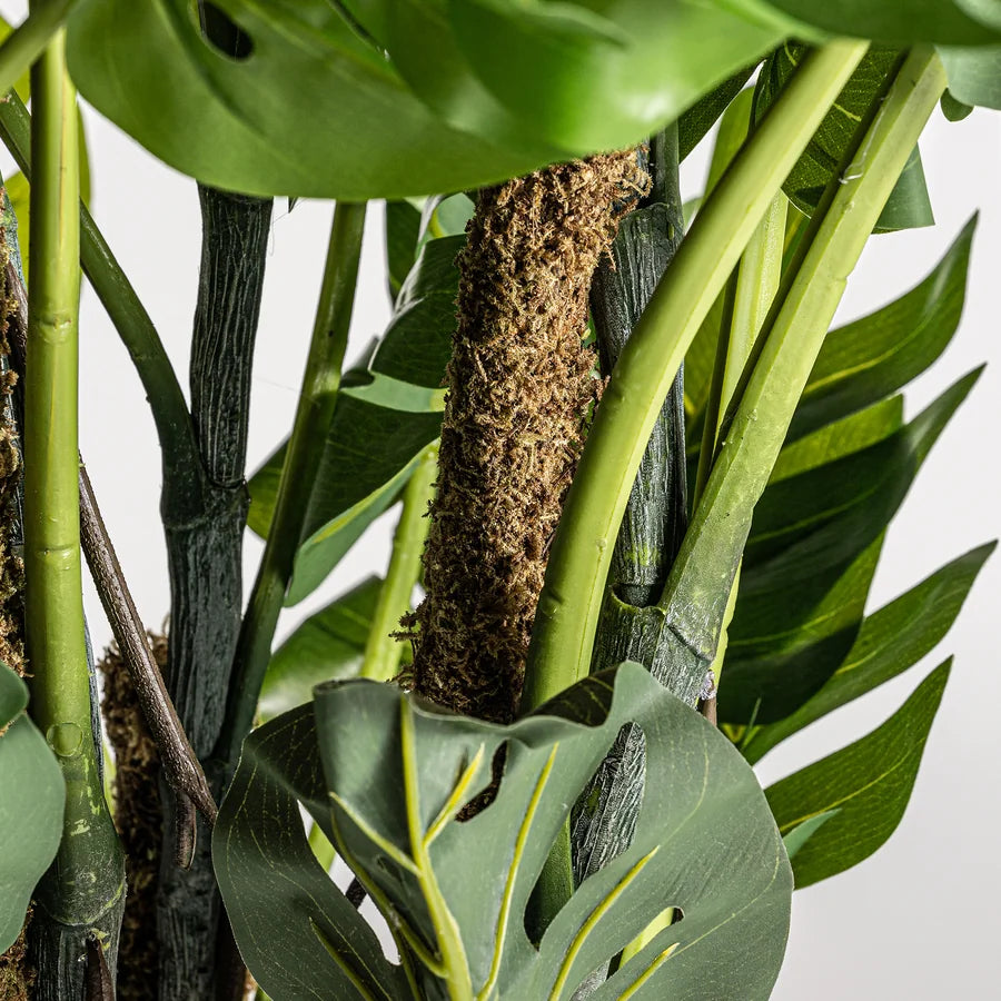 Planta Split Philo
