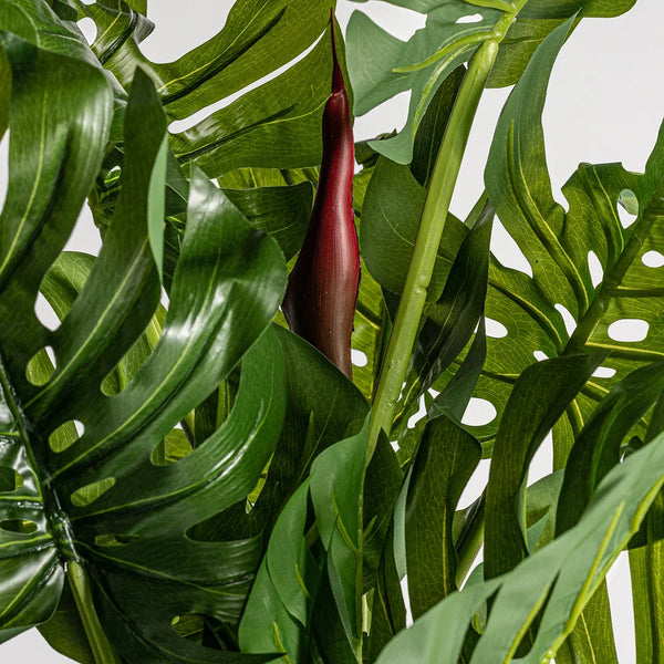 Planta Split Philo